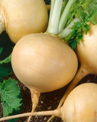 Picture of Turnip Golden Ball